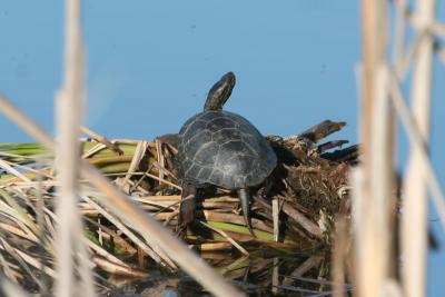 Turtle (Western Pond?)