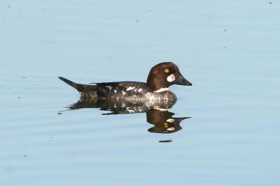 u25/wilmot/medium/40697337.scaup20050311.jpg