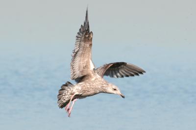 u25/wilmot/medium/40697527.gull20050311.jpg