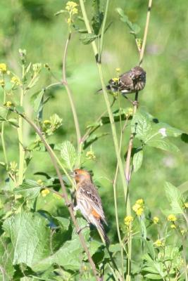 House Finches on mustard