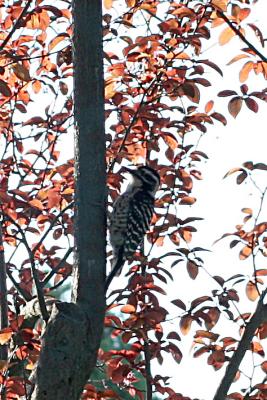 Nuttall's Woodpecker