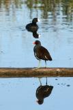 Common Moorhen and American Coot