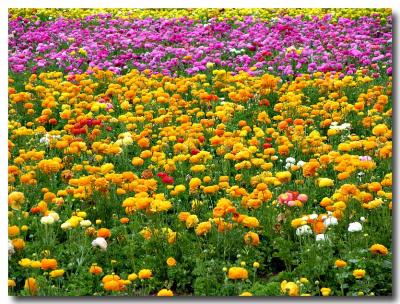 Flower Fields, Carsbad, CA