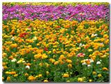 Flower Fields, Carsbad, CA