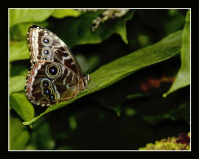DSC_8721wf_butterfly_leaf.jpg