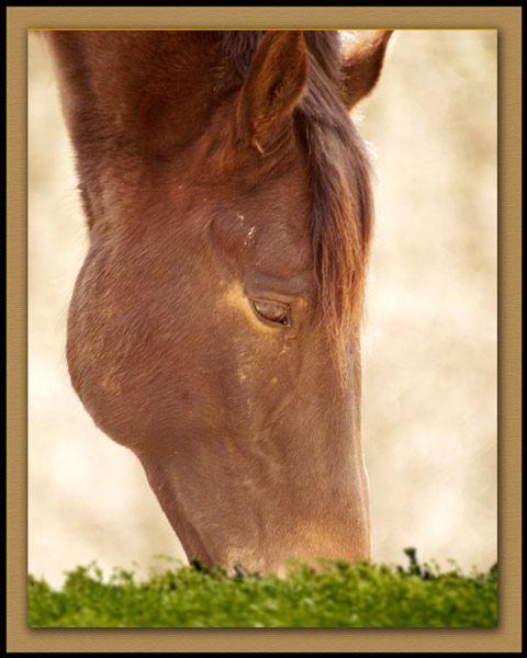 Dsc6110grweb.jpg