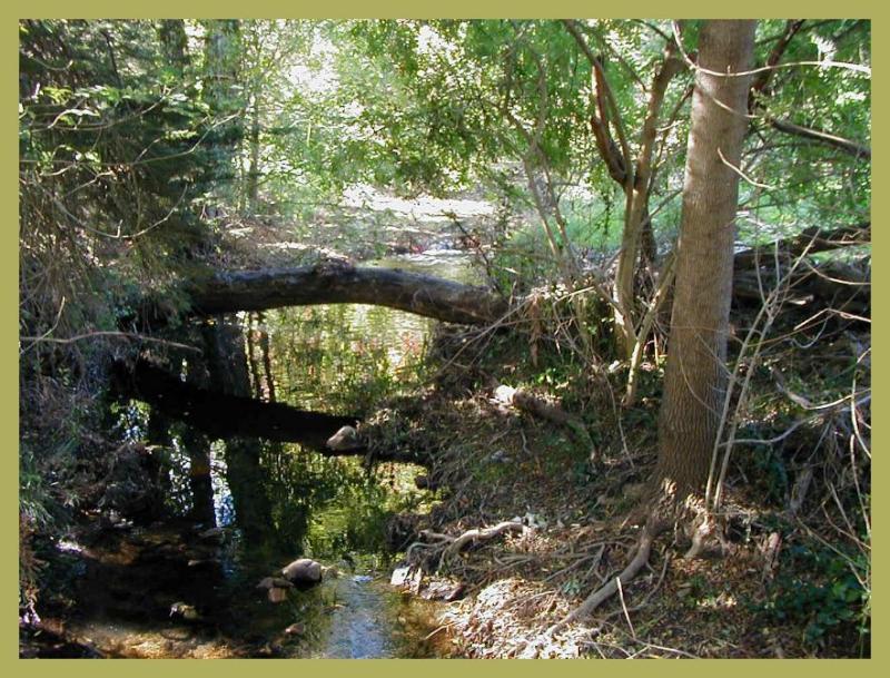 Sturt Creek from the footbridge.