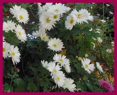 u25/yvonneii/medium/15133400.Chrysanthemumwhite.jpg