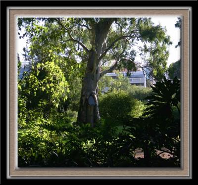 Leafy view  & gumtree