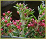 Crassula schmidtii