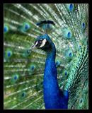 peacock