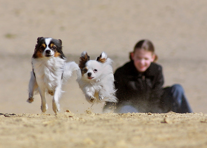 dogRun.jpg