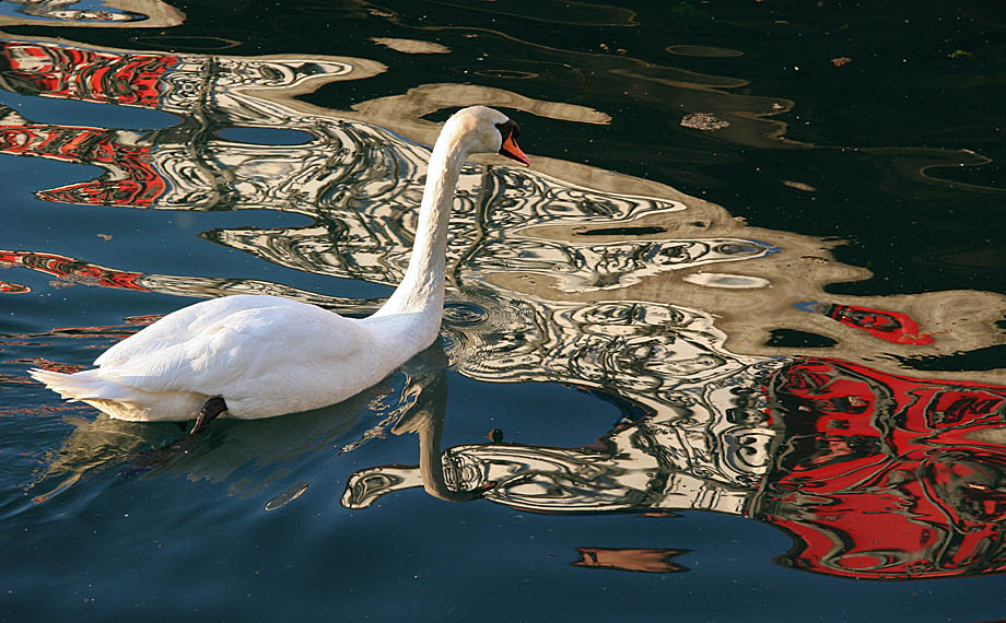 Swan in colour