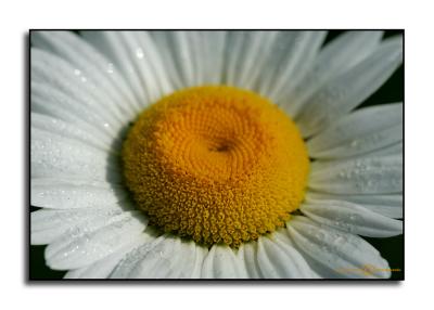 Chrysanthemum leucanthemum.jpg