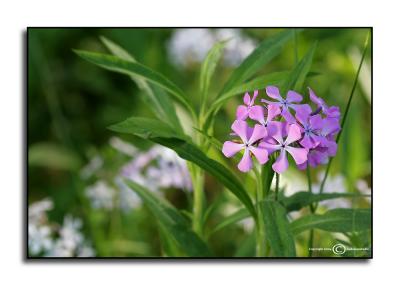 Roadside Color 2 May 13