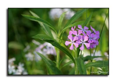 Roadside Color 2  May 13