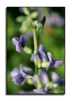 Baptisia australis  May 14