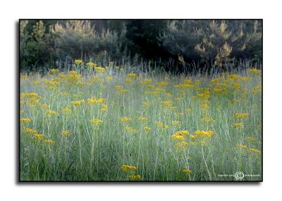 Roadside Color 3  May 17