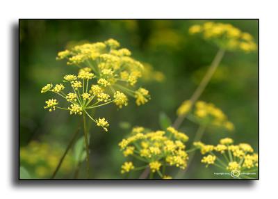 Roadside Color 4 May 19