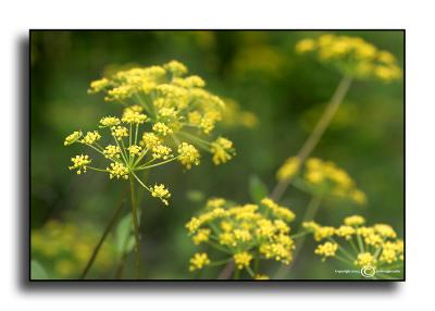 Roadside Color 4  May 19