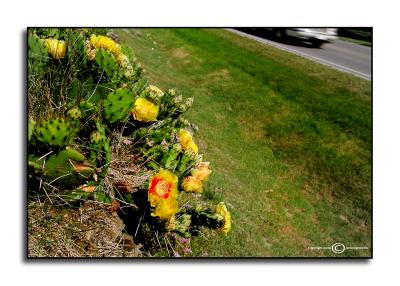 Roadside Color 9  May 27