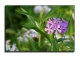 Roadside Color 2 <p> May 13