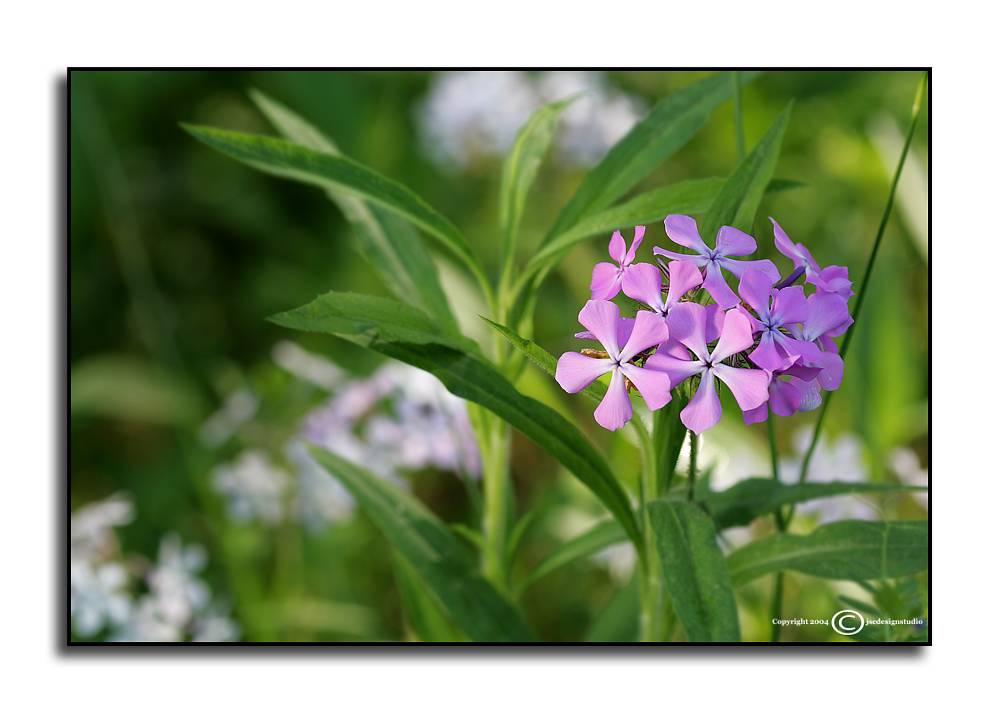 Roadside Color 2 <p> May 13