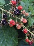 Blackberries