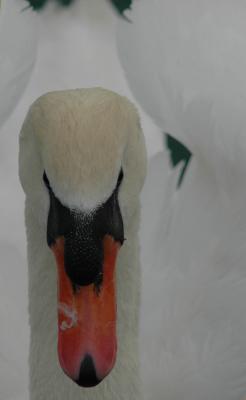 April 2005 Angry Swan