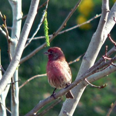 hfinch42605b.jpg
