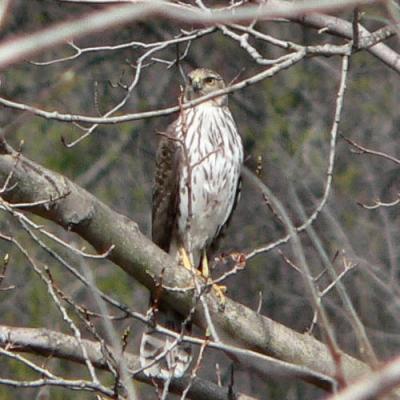 43005CooperHawk.jpg