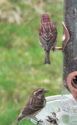finches