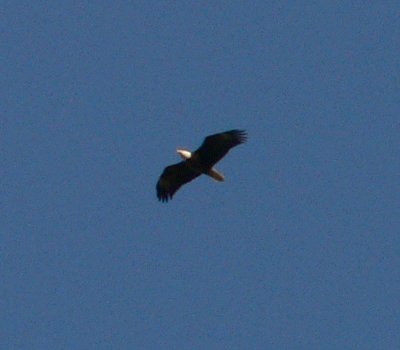u26/ablaris/upload/43626568.Eagle41805.jpg