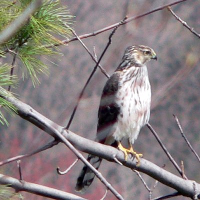 43005Hawk.jpg