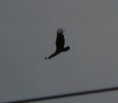 eagles