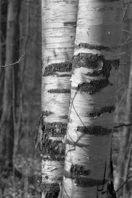 CRW_7458.jpg