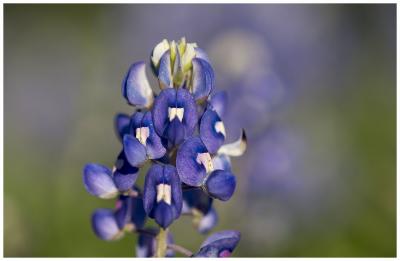 u26/ackerley/medium/19351339.BluebonnetCloseup2.jpg