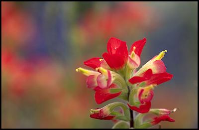 wildflowers