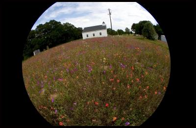 wildflowers
