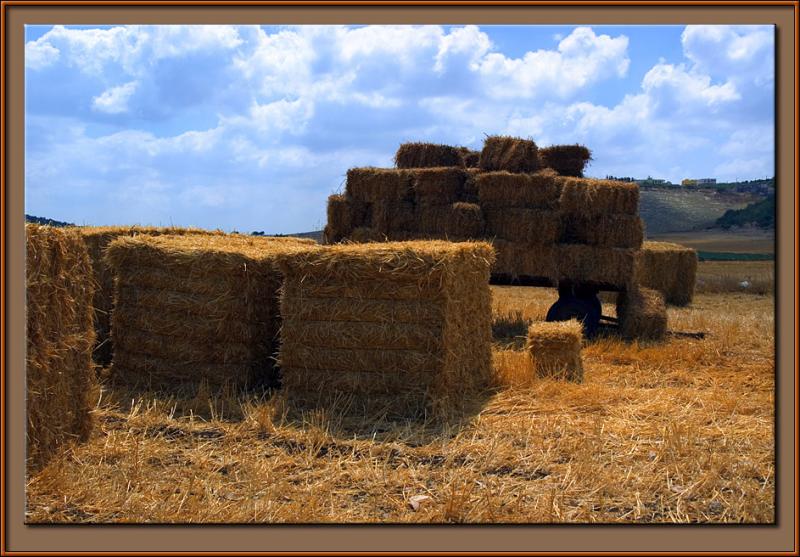 Hay