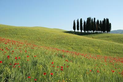 in the fields near S. Quirico