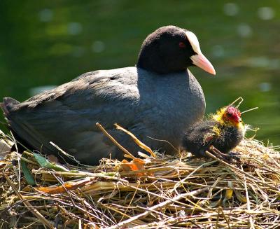 coots