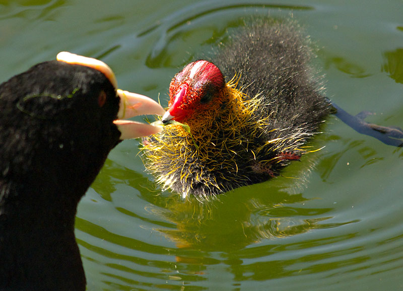 dad feeding chick
