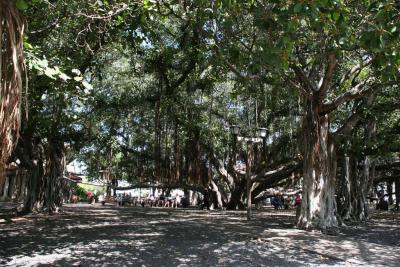 Banyon Tree-Lahaina