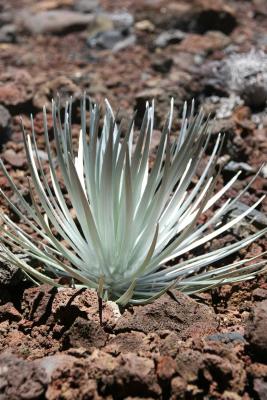 Silver Sword Plant (only grows at summit of Haleakala)