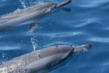 Spinner Dolphins