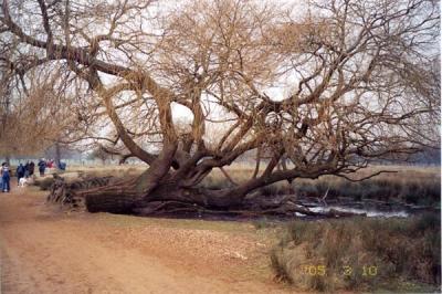 fascinating tree in bushy park