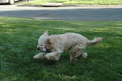 Ground ball to the shortstop