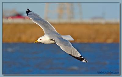 gull_0001.jpg