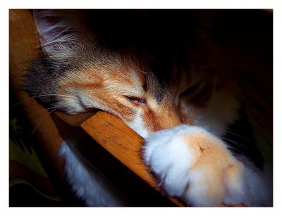 Let me sleep!